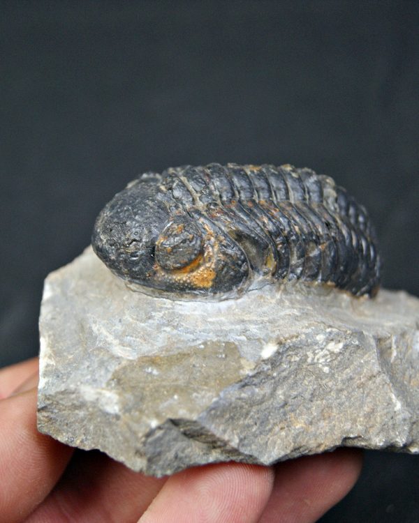 Espectacular trilobite Phacops