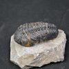Espectacular trilobite Phacops