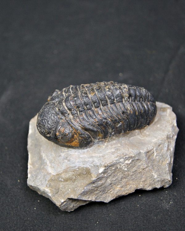 Espectacular trilobite Phacops