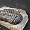 Espectacular trilobite Phacops