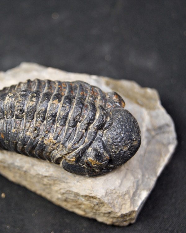 Espectacular trilobite Phacops