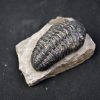 Espectacular trilobite Phacops
