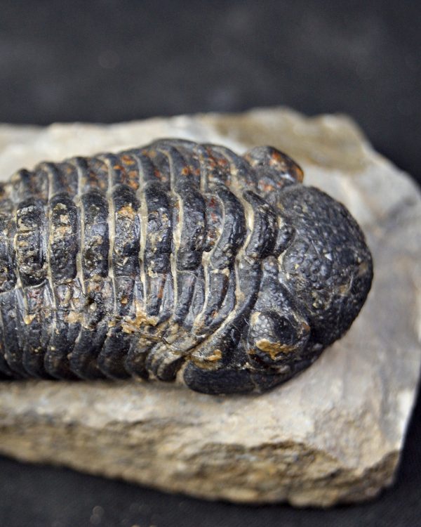 Espectacular trilobite Phacops