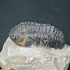 Espectacular trilobite Phacops