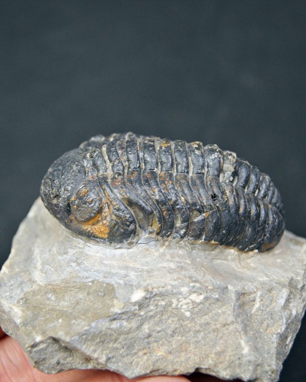 Espectacular trilobite Phacops