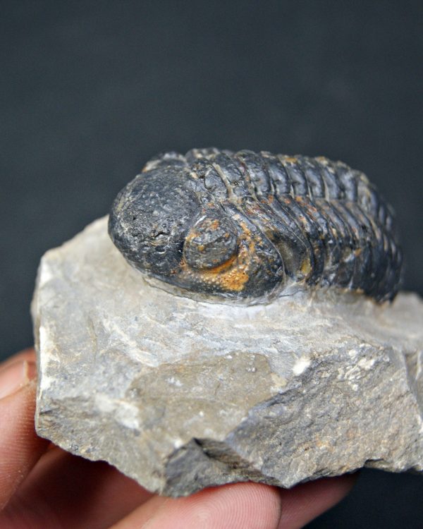 Espectacular trilobite Phacops
