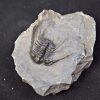 Trilobite Leonaspis sp