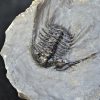 Trilobite Leonaspis sp