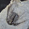 Trilobite Leonaspis sp