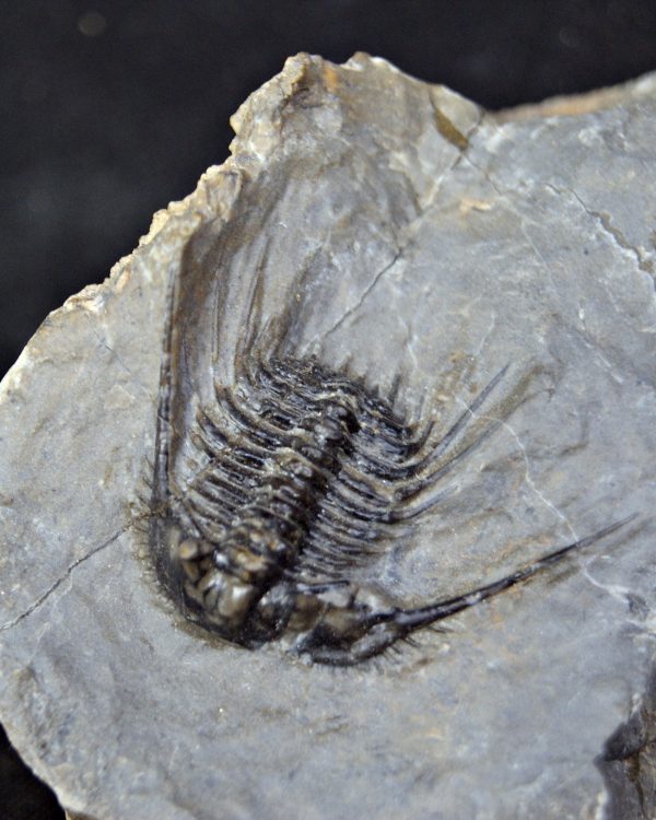 Trilobite Leonaspis sp