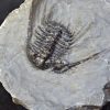 Trilobite Leonaspis sp