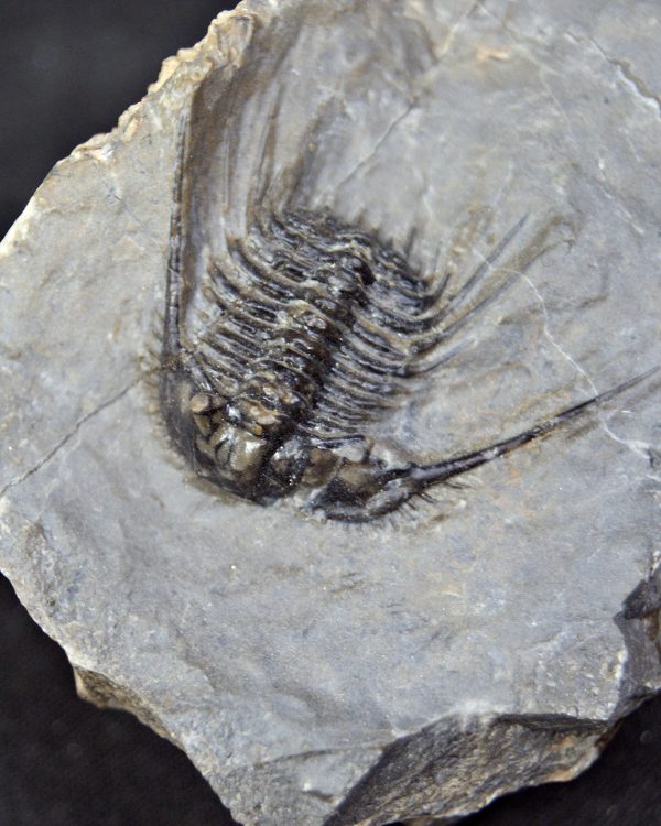 Trilobite Leonaspis sp