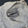 Trilobite Leonaspis sp