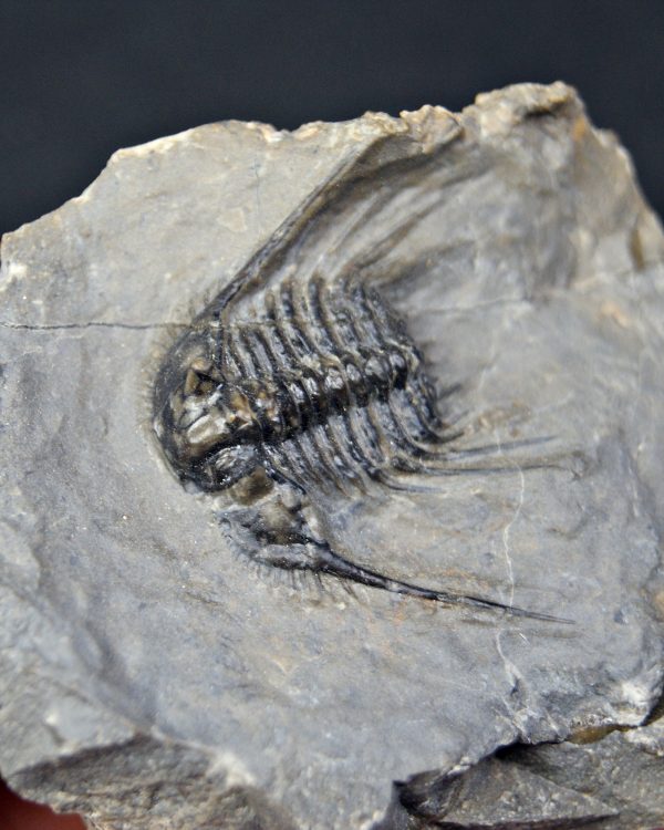Trilobite Leonaspis sp
