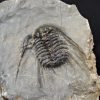 Trilobite Leonaspis sp