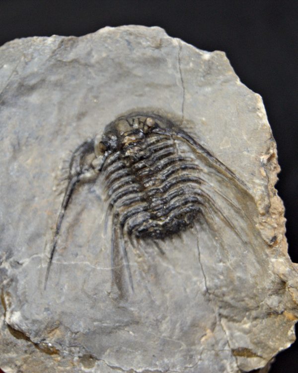 Trilobite Leonaspis sp