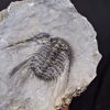 Trilobite Leonaspis sp
