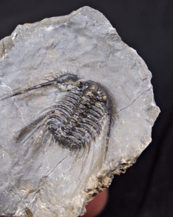 Trilobite Leonaspis sp