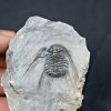 Trilobite Leonaspis sp