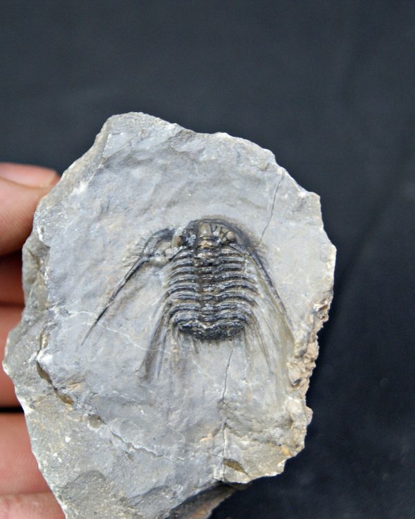 Trilobite Leonaspis sp
