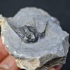 Trilobite Leonaspis sp