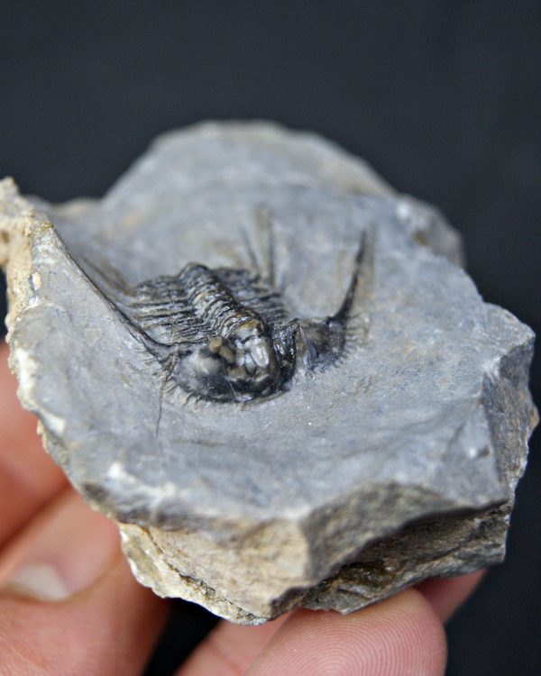 Trilobite Leonaspis sp