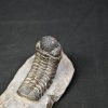 Trilobite Morocops ovatus