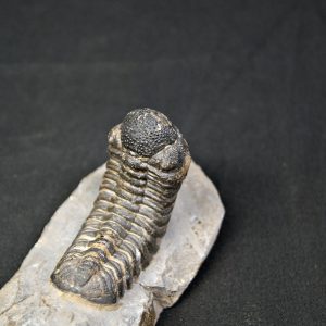 Trilobite Morocops ovatus