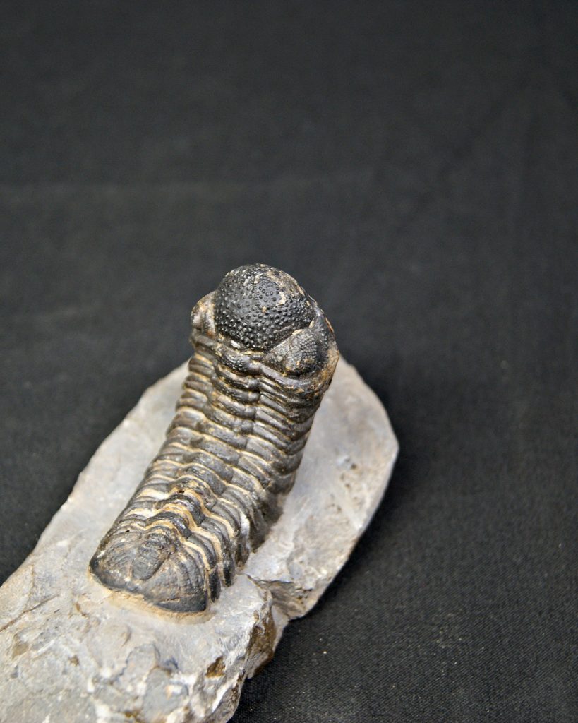 Trilobite Morocops ovatus