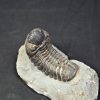 Trilobite Morocops ovatus