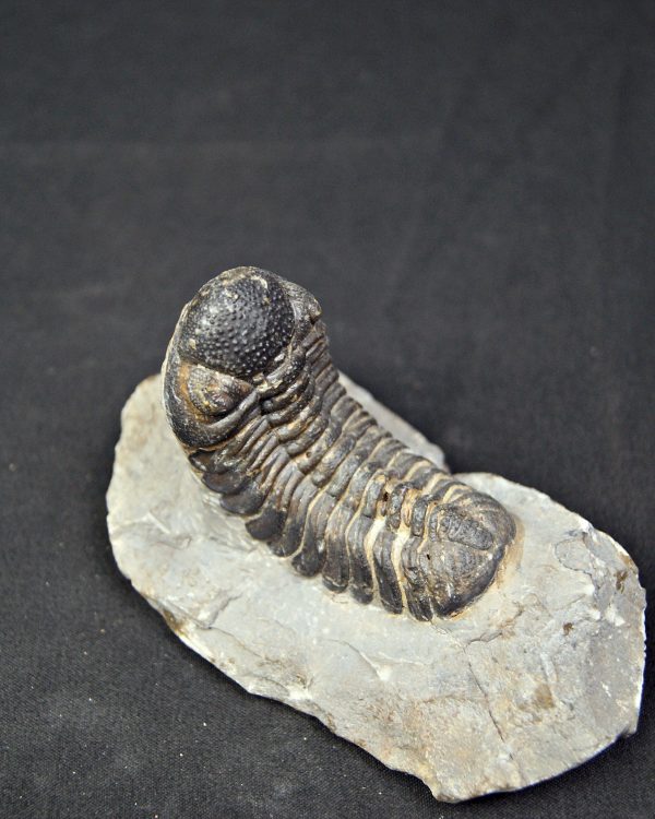 Trilobite Morocops ovatus