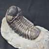 Trilobite Morocops ovatus