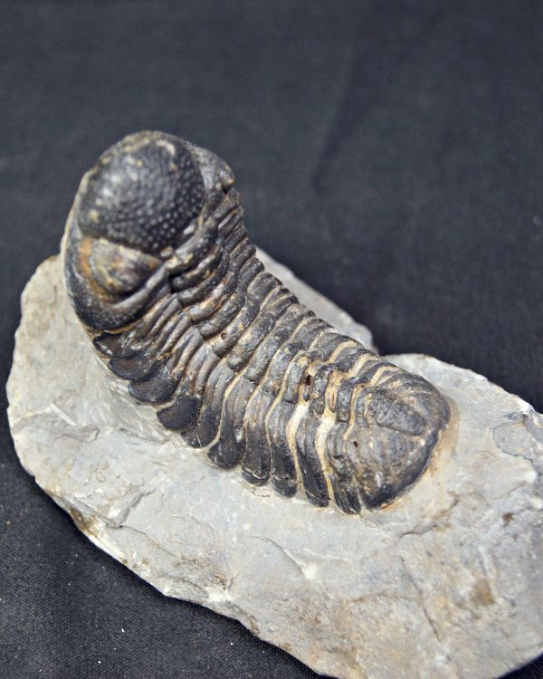 Trilobite Morocops ovatus