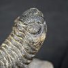 Trilobite Morocops ovatus