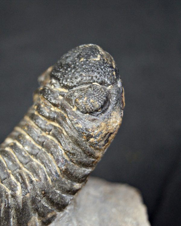 Trilobite Morocops ovatus