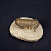 Trilobite Crotalocephalus gibbus