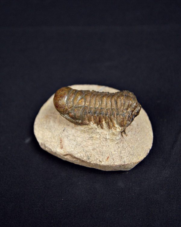 Trilobite Crotalocephalus gibbus