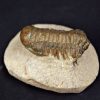 Trilobite Crotalocephalus gibbus