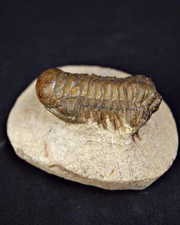 Trilobite Crotalocephalus gibbus
