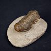 Trilobite Crotalocephalus gibbus