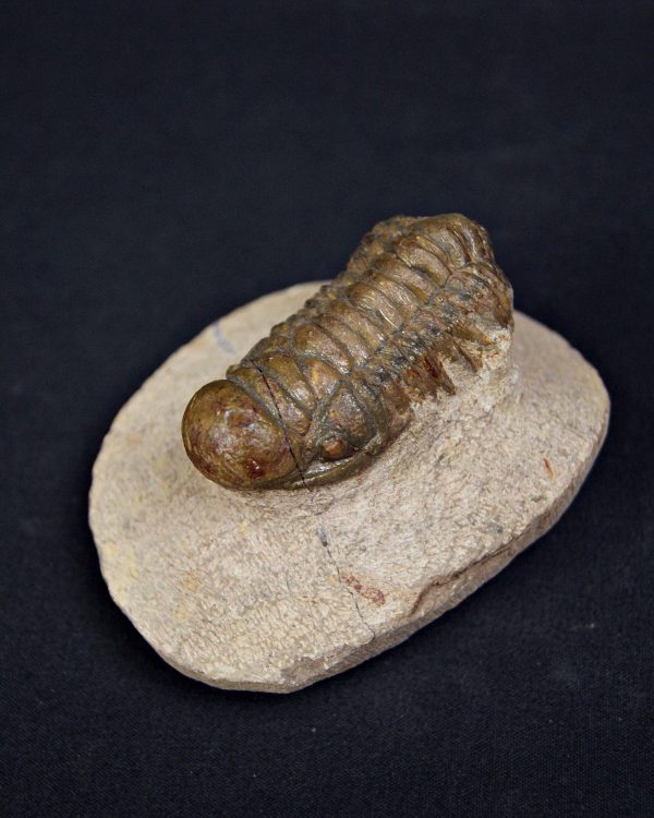 Trilobite Crotalocephalus gibbus