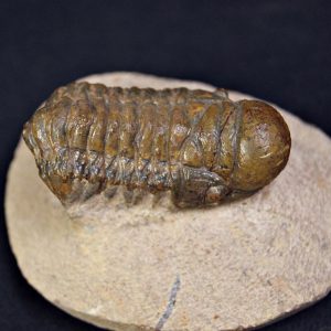 Trilobite Crotalocephalus gibbus