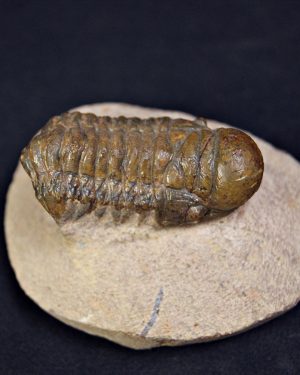 SONY DSC Trilobite Crotalocephalus gibbus