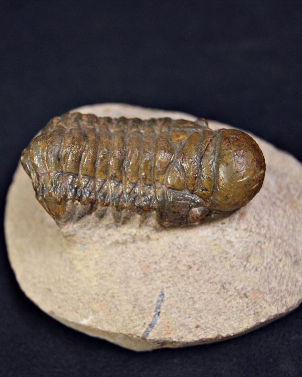 Trilobite Crotalocephalus gibbus