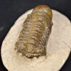 Trilobite Crotalocephalus gibbus
