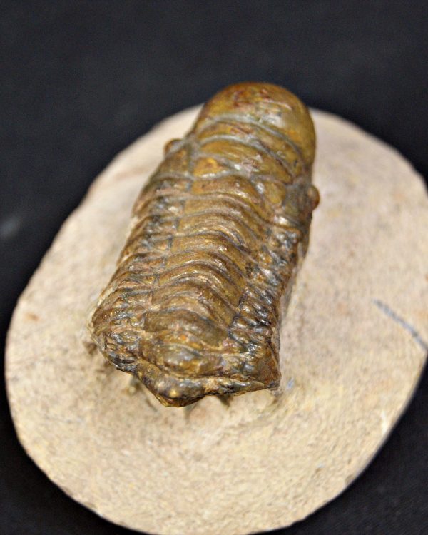 Trilobite Crotalocephalus gibbus