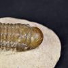 Trilobite Crotalocephalus gibbus