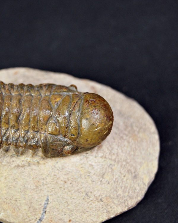 Trilobite Crotalocephalus gibbus