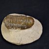 Trilobite Crotalocephalus gibbus