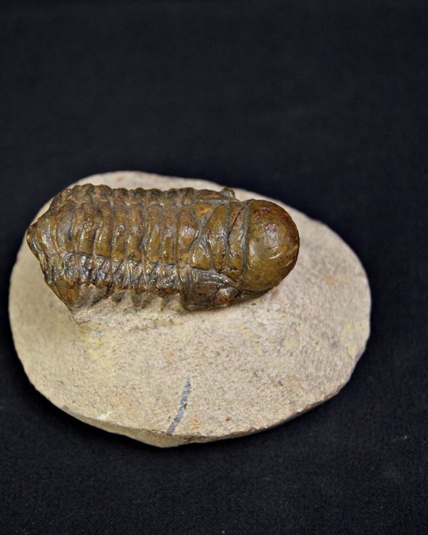 Trilobite Crotalocephalus gibbus